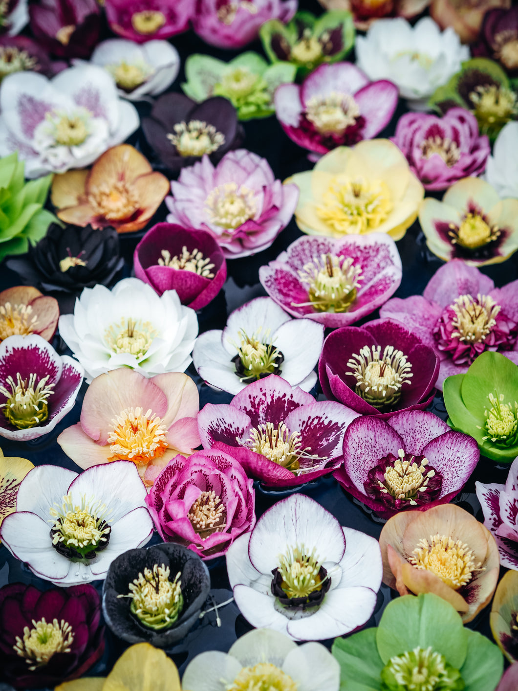 An array of multicoloured hellebore flowers